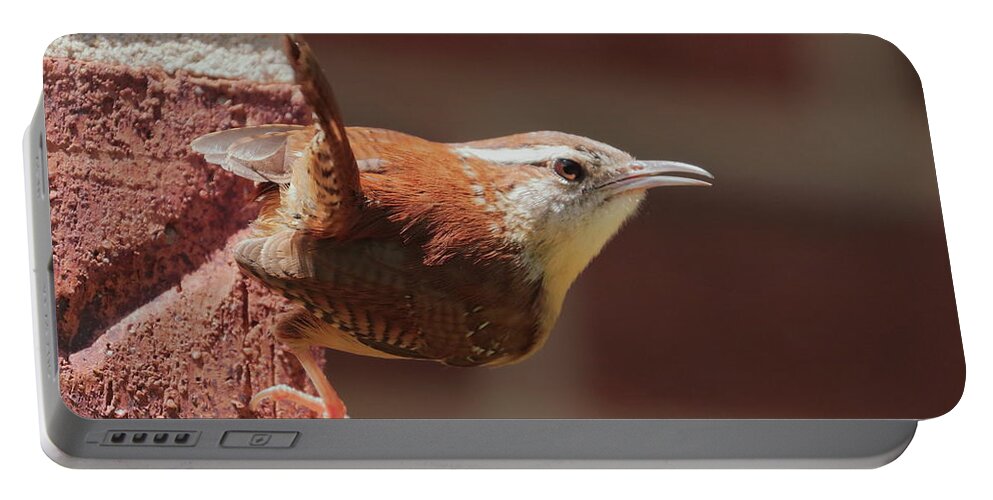 Defiant Portable Battery Charger featuring the photograph Defiant Wren 2496 by John Moyer