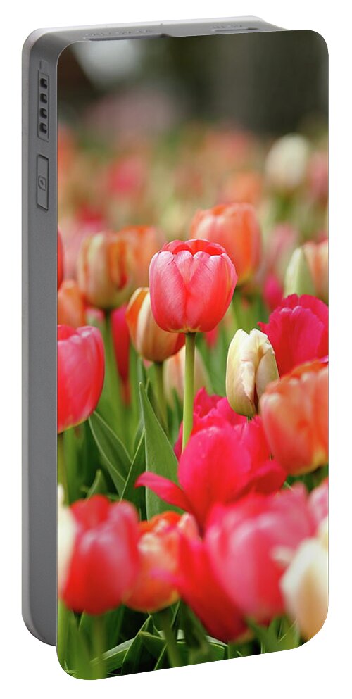 Nature Portable Battery Charger featuring the photograph Delicate by Lens Art Photography By Larry Trager