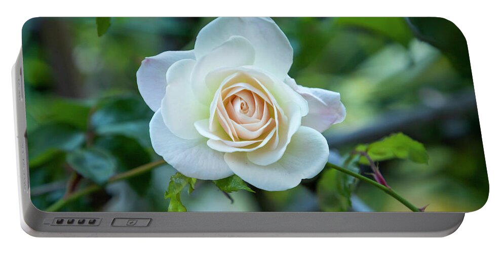 Rose Portable Battery Charger featuring the photograph Delicate White Spring Rose by Bonnie Follett