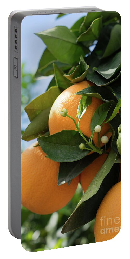 Orange Blossom Portable Battery Charger featuring the photograph Delicious oranges and white buds, orange blossom in Spain by Adriana Mueller