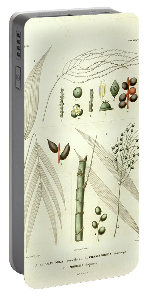 Details Portable Battery Charger featuring the photograph details of Palm tree parts u4 by Botany