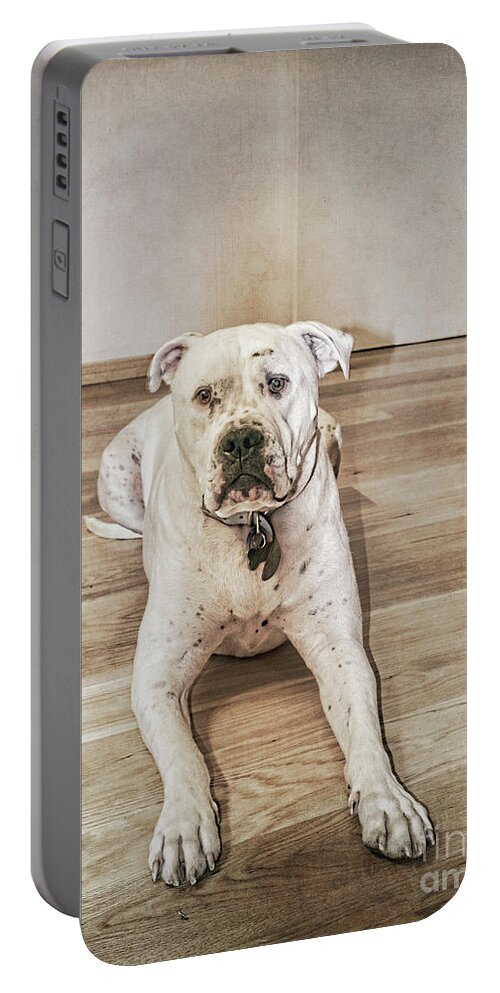 Dog Portable Battery Charger featuring the photograph Did I Do Something Wrong? by Elaine Teague
