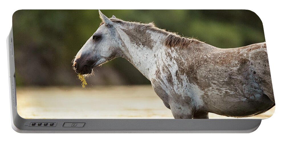 Salt River Wild Horse Portable Battery Charger featuring the photograph Dirty Horse by Shannon Hastings