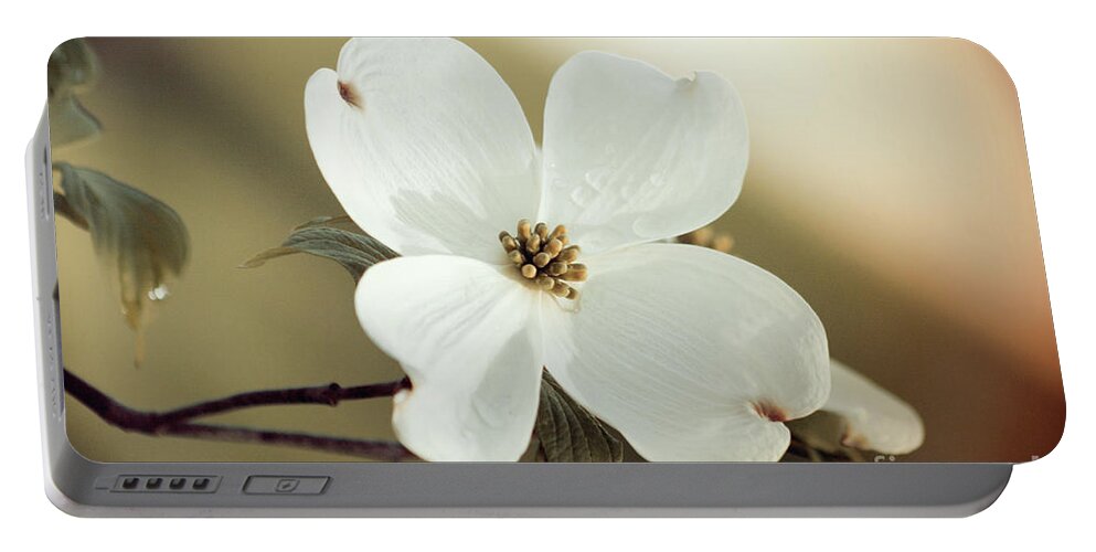 Dogwood; Dogwood Blossom; Blossom; Flower; Vintage; Macro; Close Up; Petals; Green; White; Calm; Horizontal; Leaves; Tree; Branches Portable Battery Charger featuring the photograph Dogwood in Autumn Hues by Tina Uihlein