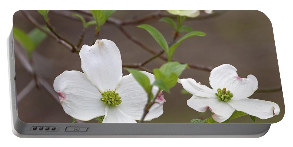 Dogwood Portable Battery Charger featuring the photograph Dogwood In Spring #3 by Mindy Musick King