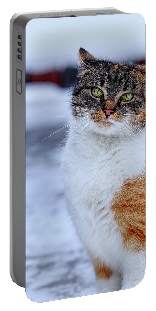 Liza Portable Battery Charger featuring the photograph Domestic self-important kitten standing in snow. Arrogant cat face look at camera. Snooty face. Look like a boss. Felis catus show us whole her beauty by Vaclav Sonnek