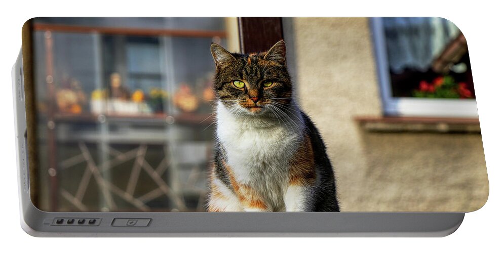 Liza Portable Battery Charger featuring the photograph Domestic stylish kitten sitting in the corner. Plump cat watchs some move in garden. Intelligent cute cat. Interesting cat face. Serious Felis catus by Vaclav Sonnek