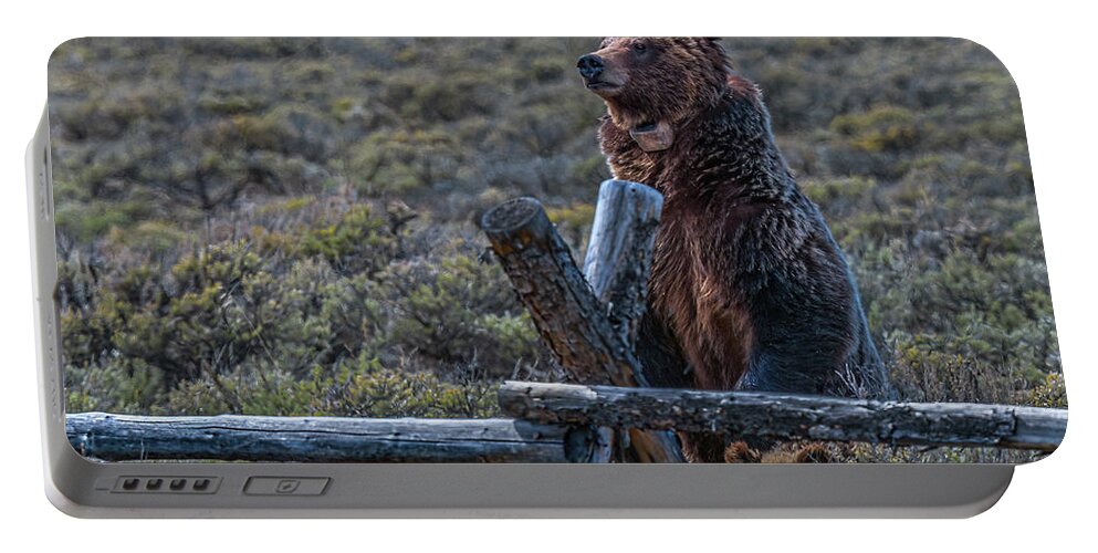 Grizzly Portable Battery Charger featuring the photograph Don't Fence Me In by Yeates Photography