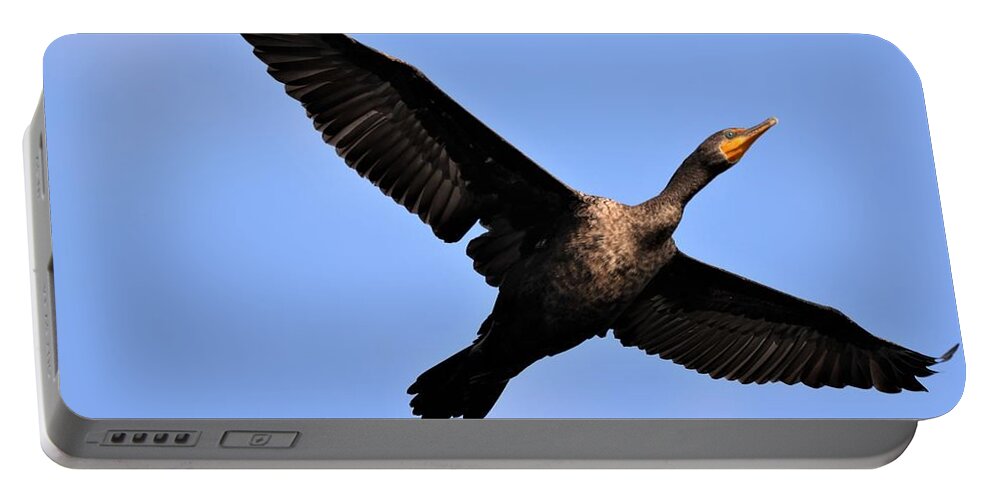 Bird Portable Battery Charger featuring the photograph Double Crested Cormorant in Flight by Mingming Jiang