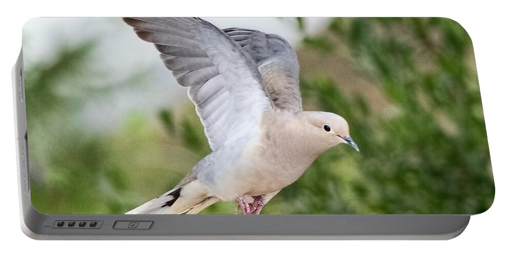 Dove Portable Battery Charger featuring the photograph Dove in Flight by Dan McGeorge