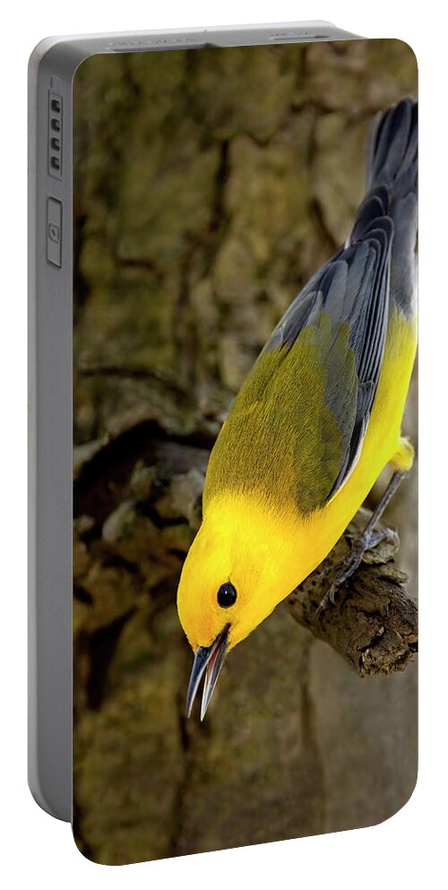 Bird Portable Battery Charger featuring the photograph Downward Gaze by Art Cole