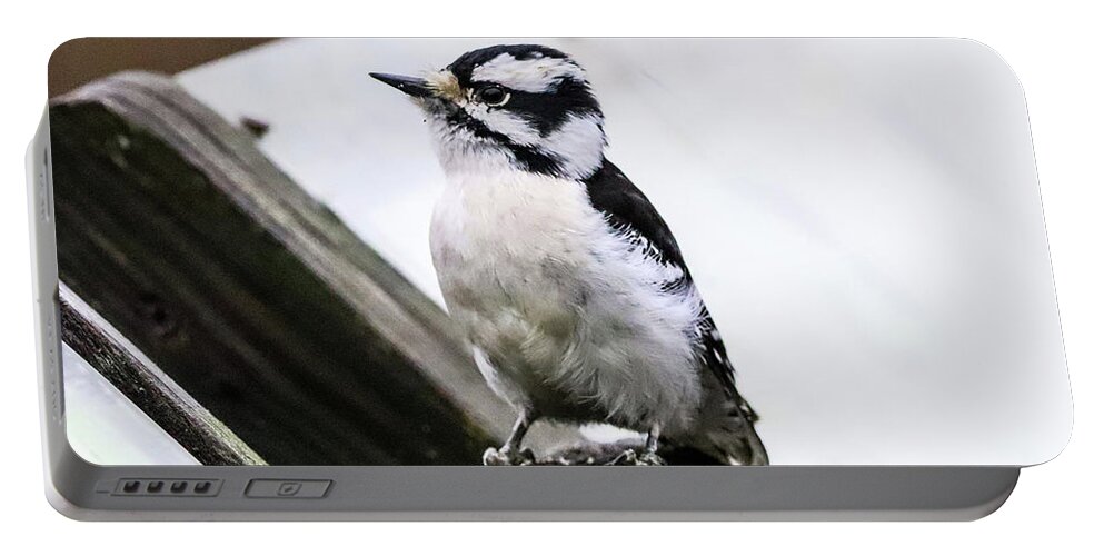 Woodpecker Portable Battery Charger featuring the photograph Downy Woodpecker by Tahmina Watson