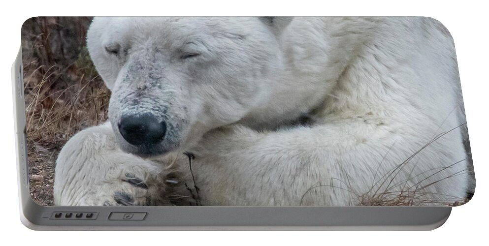 Bear Portable Battery Charger featuring the photograph Dozing Polar Bear by Mark Hunter