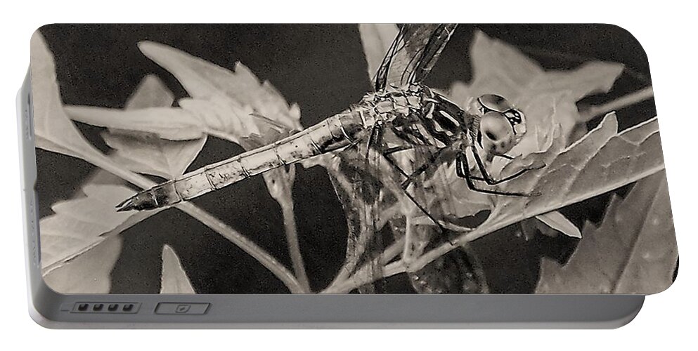 Dragon Fly Leaves Close Black White Portable Battery Charger featuring the photograph Dragon Fly by John Linnemeyer