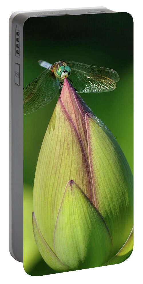 Lotus Portable Battery Charger featuring the photograph Dragonfly on lotus bud by Buddy Scott