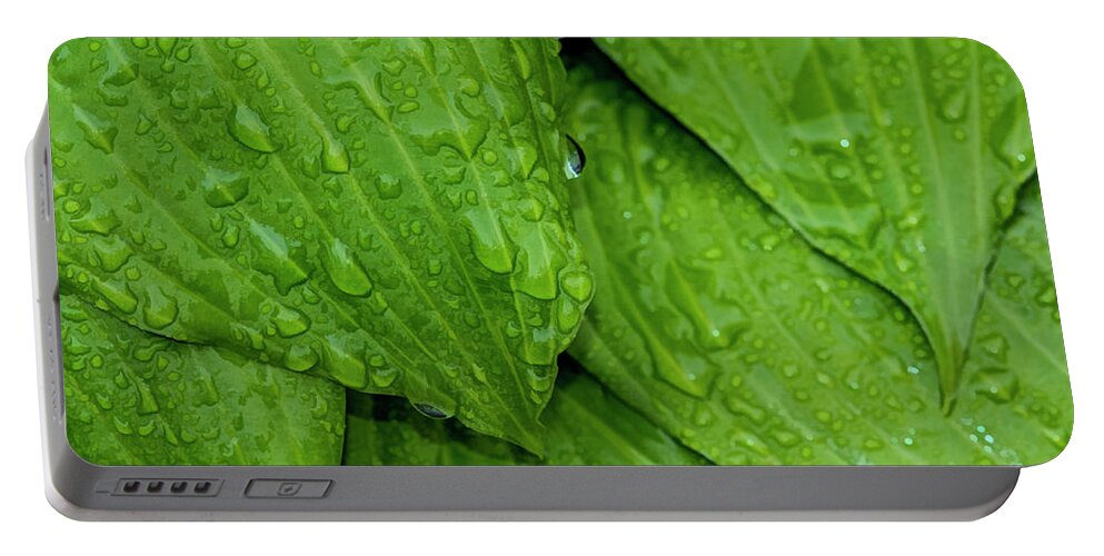 Raindrops Portable Battery Charger featuring the photograph Drops On Green by Cathy Kovarik