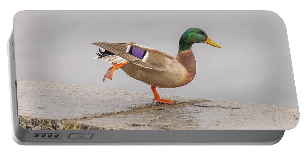 Bird Photography Portable Battery Charger featuring the photograph Duck Yoga by Donna Twiford