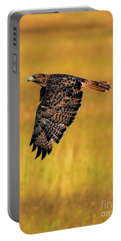 Eagle Portable Battery Charger featuring the photograph Eagle In Flight by PatriZio M Busnel