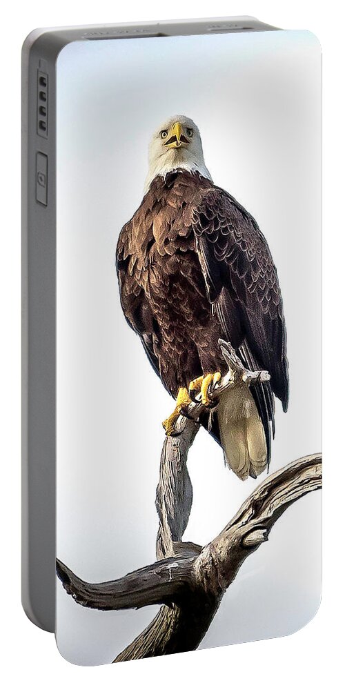 Eagle Portable Battery Charger featuring the photograph Eagle One by Pete Rems