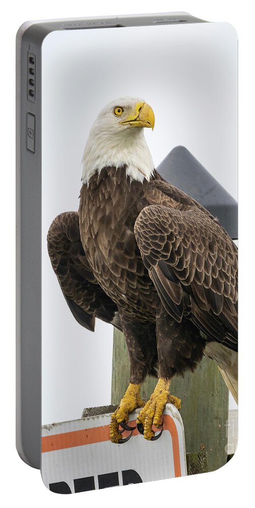 Eagle Portable Battery Charger featuring the photograph Eagle Perched on Sign by Tom Claud