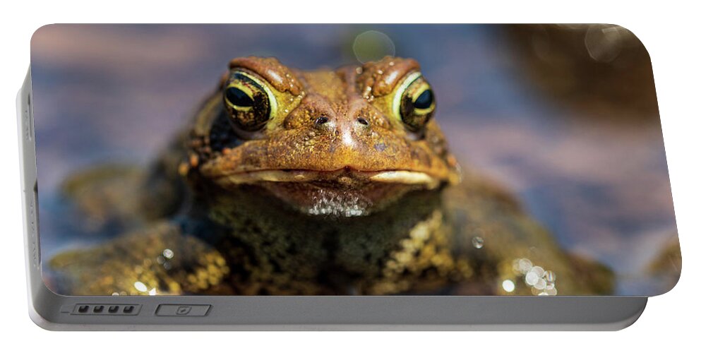 Frog Portable Battery Charger featuring the photograph Eastern American Toad by Amelia Pearn