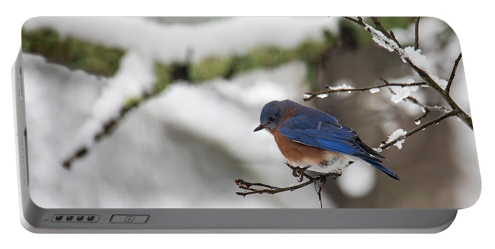 Freezing Portable Battery Charger featuring the photograph Eastern Bluebird Perched on a Snowy Branch by Charles Floyd