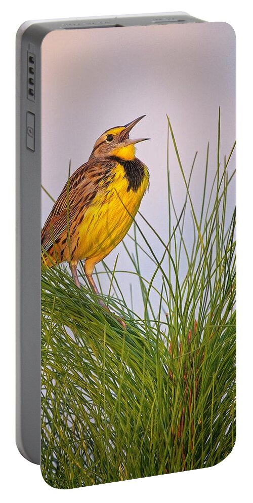 Bird Portable Battery Charger featuring the photograph Eastern Meadowlark by Steve DaPonte