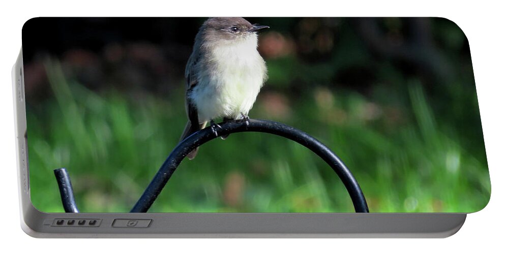 Birds Portable Battery Charger featuring the photograph Eastern Phoebe by Linda Stern