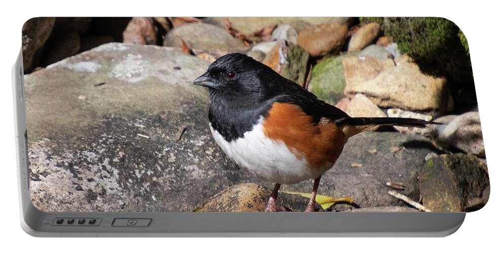 Eastern Towhee Portable Battery Charger featuring the photograph Eastern Towhee Portrait by Cascade Colors