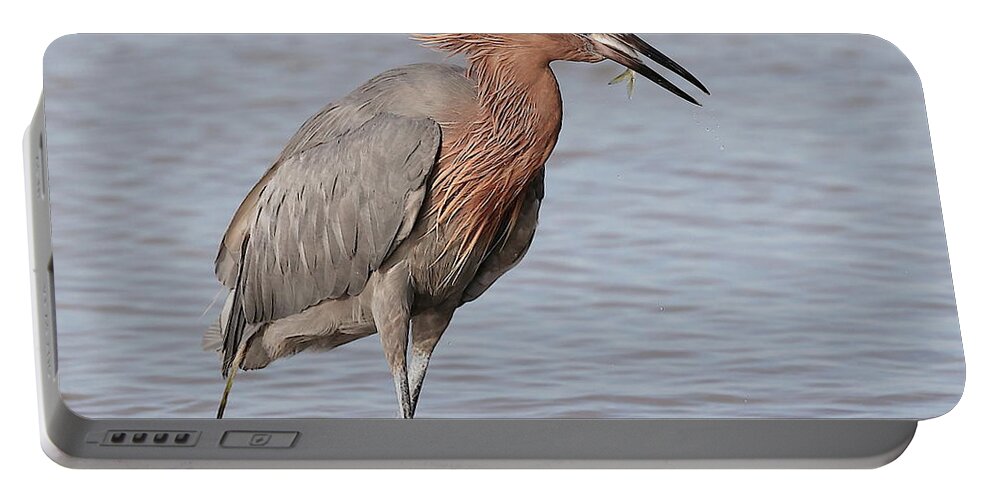 Reddish Egret Portable Battery Charger featuring the photograph Eating a Fish May Need Greater Efforts by Mingming Jiang