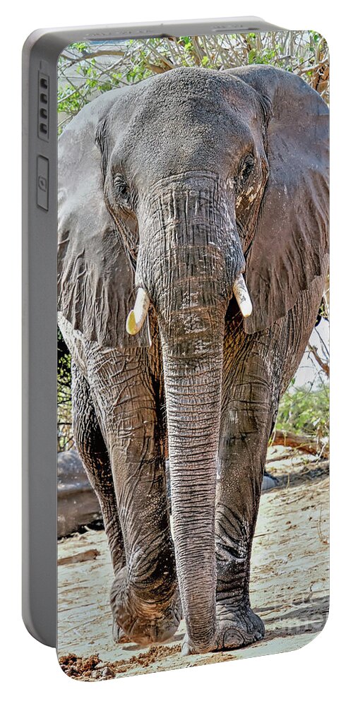 Wildlife Portable Battery Charger featuring the photograph Elephant Approaches by Tom Watkins PVminer pixs