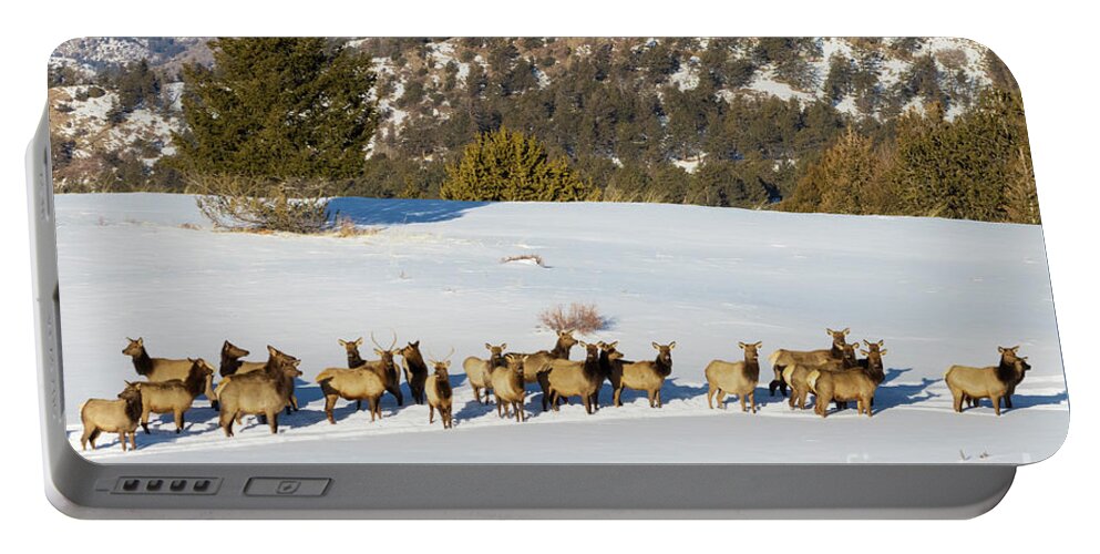 Elk Portable Battery Charger featuring the photograph Elk Herd on Snowy Mountain by Steven Krull