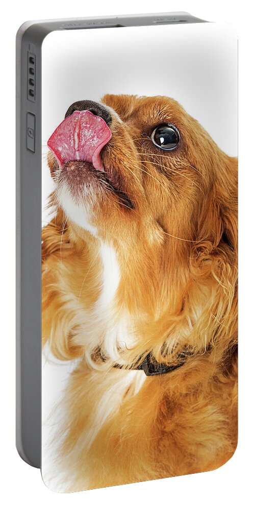 Animal Portable Battery Charger featuring the photograph Excited Hungry Small Dog Closeup by Good Focused