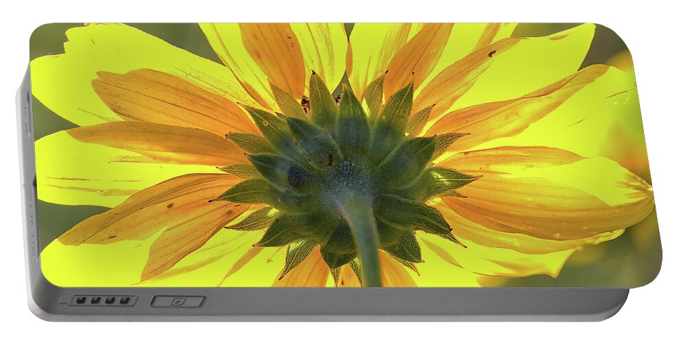 Sunflower Portable Battery Charger featuring the photograph Facing the sun by Bob Falcone