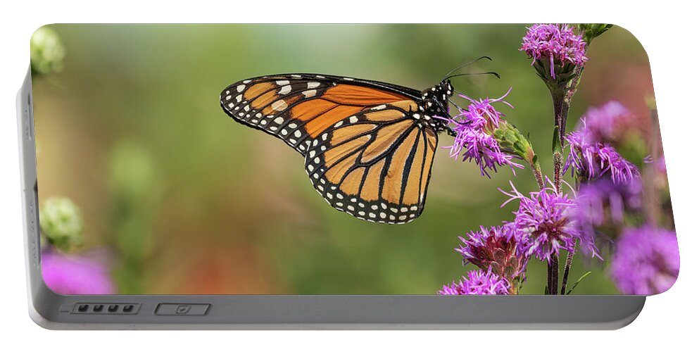 Monarch Butterfly Portable Battery Charger featuring the photograph Fall Monarch 2016-10 by Thomas Young