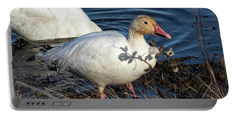 Snow Geese Portable Battery Charger featuring the photograph Fat Snow Goose on the Shore by Kathleen Bishop