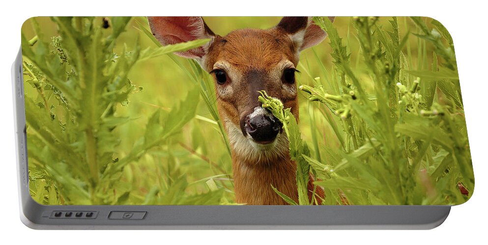 Wildlife Portable Battery Charger featuring the photograph Fawn by David Lee