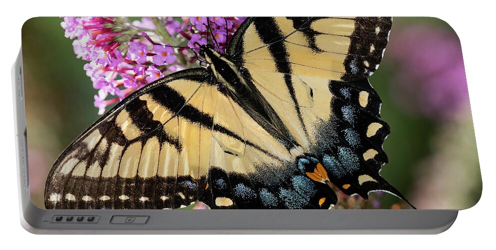 Butterfly Portable Battery Charger featuring the photograph Feeding Butterfly by Norman Reid