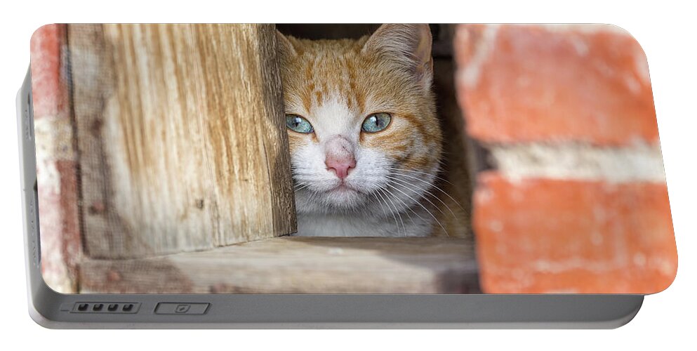 Cat Portable Battery Charger featuring the photograph Cubby Hole Kitty by Scott Warner