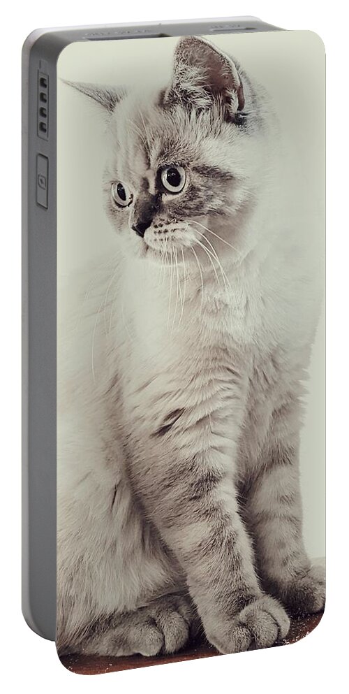 Cat Portable Battery Charger featuring the photograph Felis Catus by Claudia Zahnd-Prezioso
