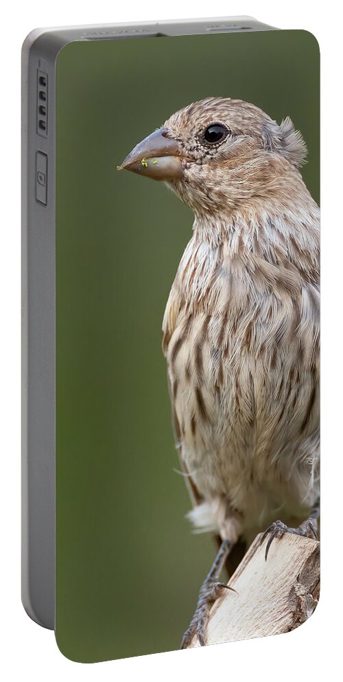 House Portable Battery Charger featuring the photograph Female House Finch watching by Gary Langley