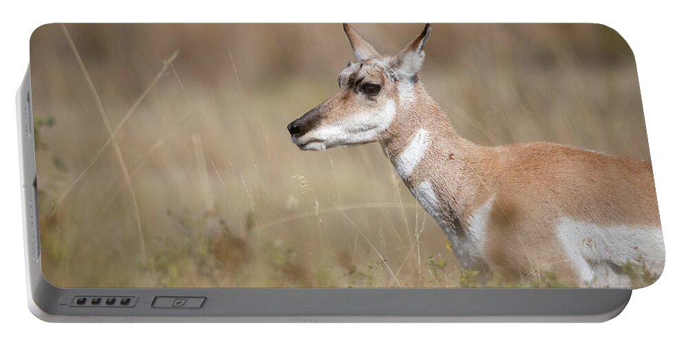 Montana Portable Battery Charger featuring the photograph Female Pronghorn by Constance Puttkemery