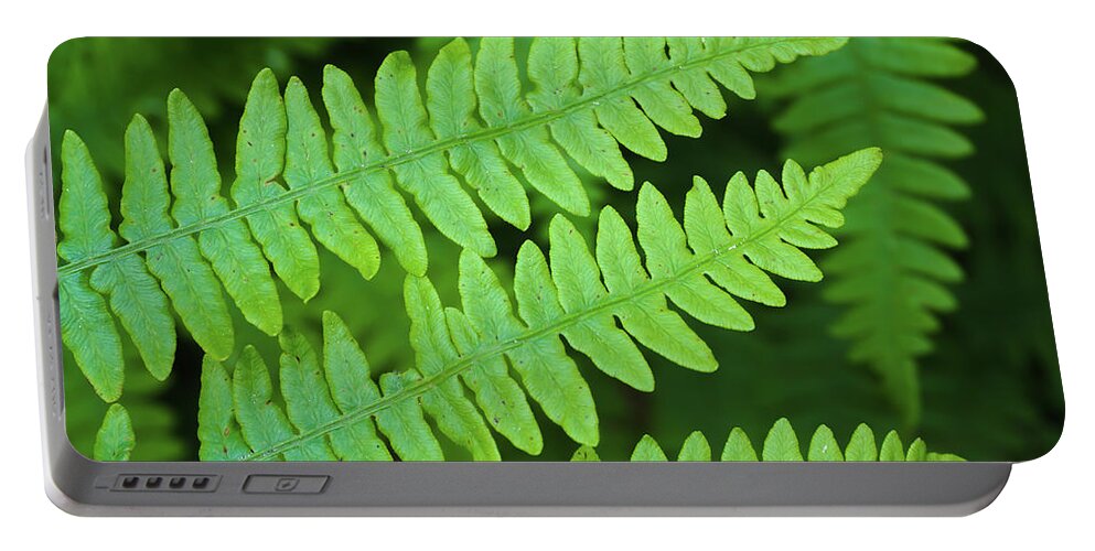 Fern Portable Battery Charger featuring the photograph Fern Detail by Brett Harvey