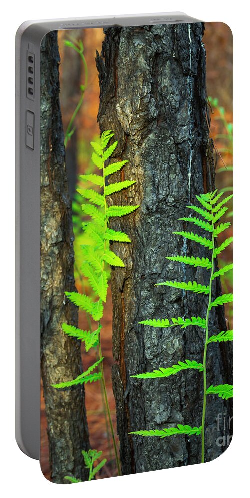Bracken Fern Portable Battery Charger featuring the photograph Ferns by Maresa Pryor-Luzier