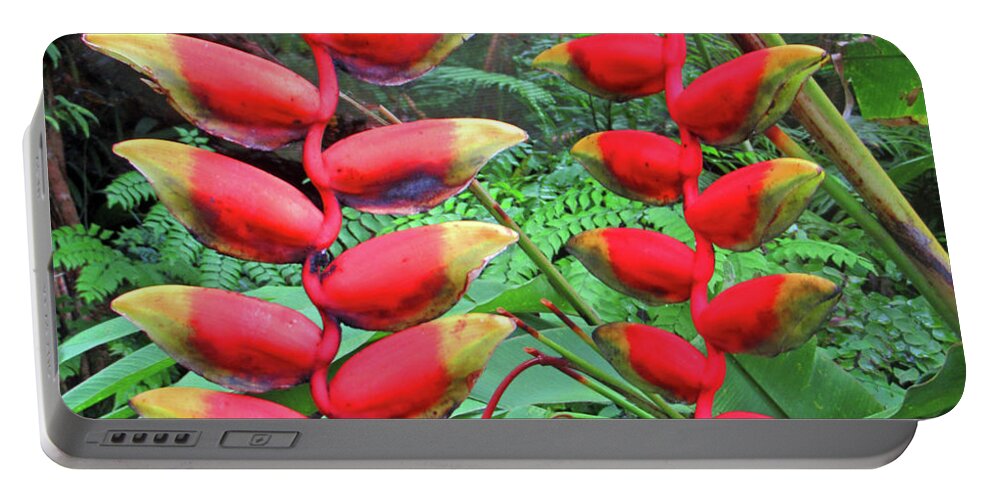 Heliconia Portable Battery Charger featuring the photograph Fiji Heliconia by Randall Weidner