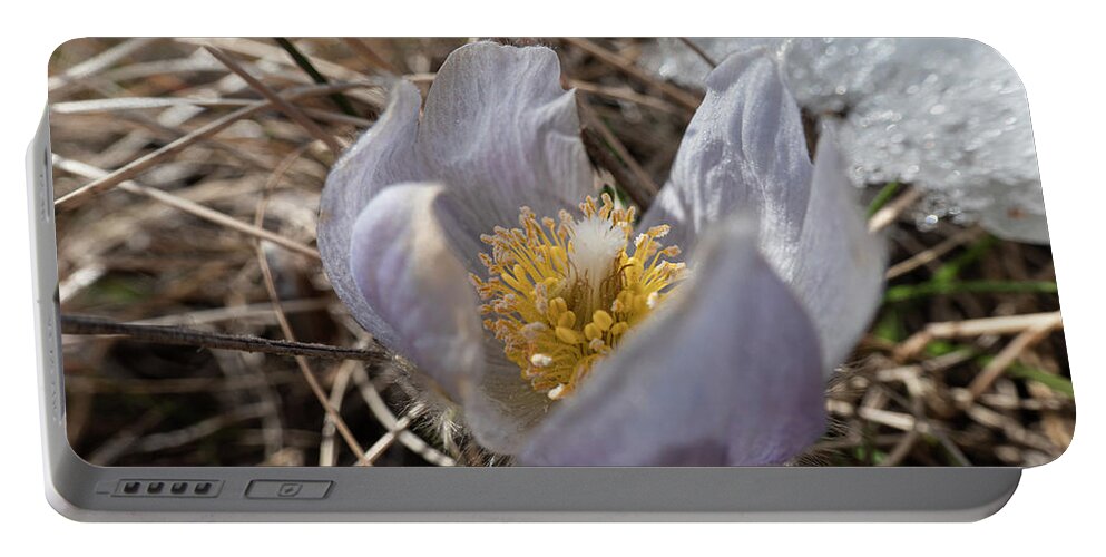 Crocus Portable Battery Charger featuring the photograph First Spring Crocus And Snow by Karen Rispin