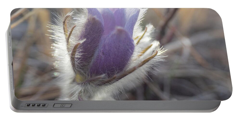 Crocus Portable Battery Charger featuring the photograph First Spring Prairie Crocus Flower by Phil And Karen Rispin