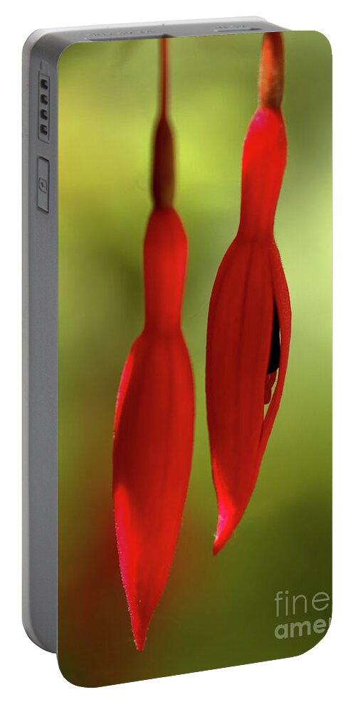 Flower Portable Battery Charger featuring the photograph Flaming Fuchia buds by Stephen Melia