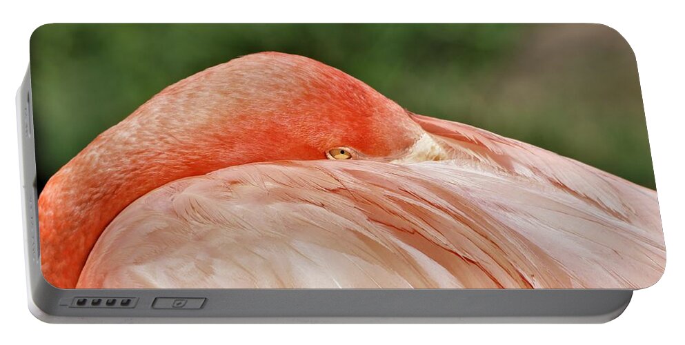 Nature Portable Battery Charger featuring the photograph Flamingo All Tucked In by Sheila Brown