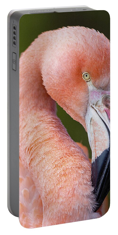 Flamingo Portable Battery Charger featuring the photograph Flamingo portrait by Gareth Parkes